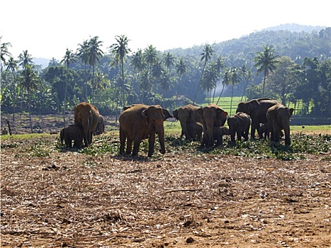 牧群,大象,动物收容院