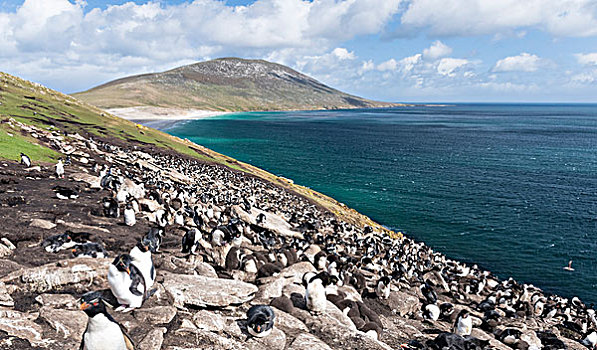 凤冠企鹅,南跳岩企鹅,南方,栖息地,福克兰群岛,大幅,尺寸