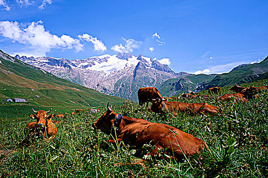 法国,母牛,山景