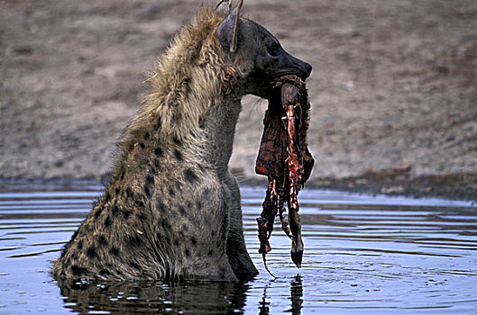 博茨瓦纳,乔贝国家公园,斑鬣狗,黑斑羚,杀,萨维提,湿地