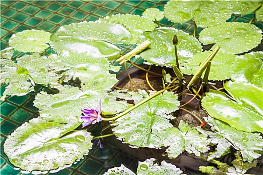 雨,紫罗兰,荷花,水池