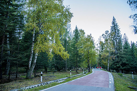 新疆喀纳斯国家地质公园白哈巴村乡村公路