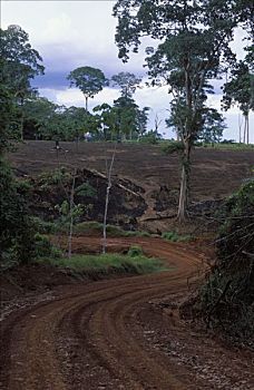道路,雨林,哥斯达黎加
