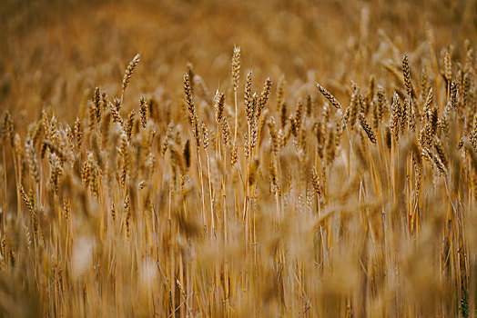 小麦,地点