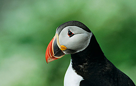 大西洋角嘴海雀,角嘴海雀,北极,成年,自然保护区,挪威,六月