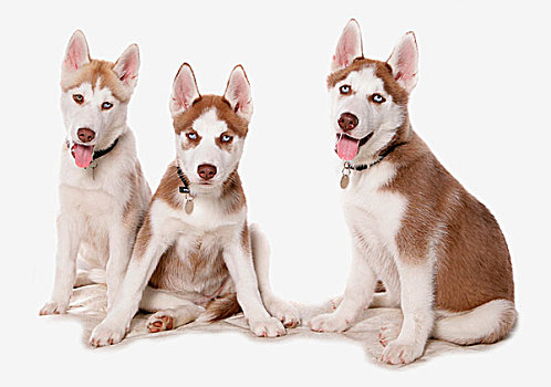 家犬,西伯利亚,哈士奇犬,三个,小狗,坐,项圈,狗牌