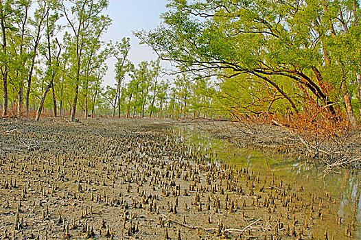 孙德尔本斯地区,世界遗产,保护区,红树林,树林,世界,区域,遮盖,水中,库尔纳市,孟加拉,十二月,2007年
