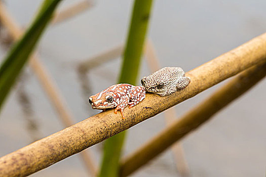 两个,芦苇,青蛙,坐,细枝,湿地,奥卡万戈三角洲,博茨瓦纳,非洲