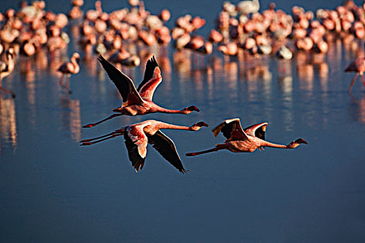 三个,小红鹳,飞行,纳库鲁湖国家公园,肯尼亚