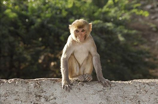猴子,峡谷,斋浦尔,拉贾斯坦邦,北印度,亚洲