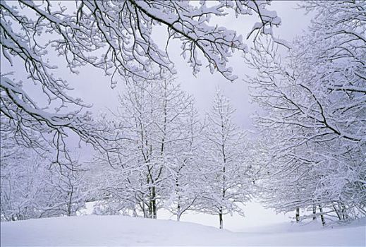 树林,上萨瓦省,树,雪