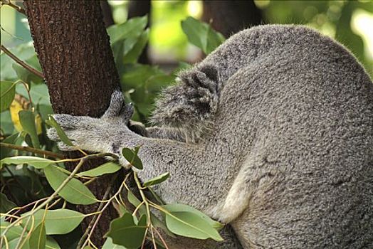 树袋熊,澳大利亚