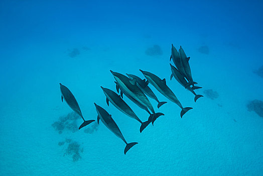 海豚,长吻原海豚,游动,深海,俯视,沙,仰视,红海,埃及,非洲