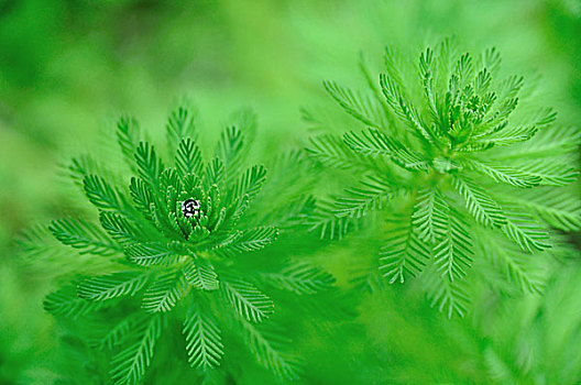 微距植物