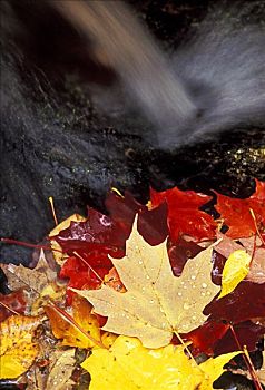 秋天,色彩,糖枫,叶子,糖槭,边缘,瀑布,深秋,国家公园,东方,加拿大