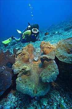 潜水,巨蛤,行凶,国家,水下,海洋公园,布那肯岛,印度尼西亚