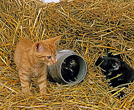 家猫,小猫,站立,稻草,玩,牛奶,容器