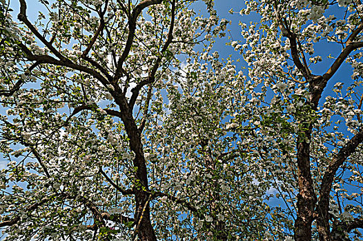 苹果树,盛开,巴伐利亚,德国,欧洲