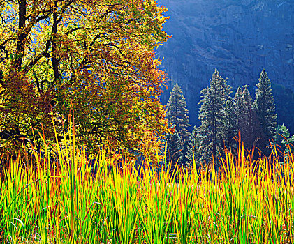 美国,加利福尼亚,优胜美地国家公园,橡树,秋叶,大幅,尺寸,画廊