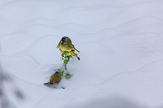 绿鹦嘴鹎雪地觅食栖息