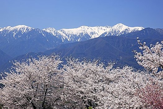 樱花,阿尔卑斯山中部