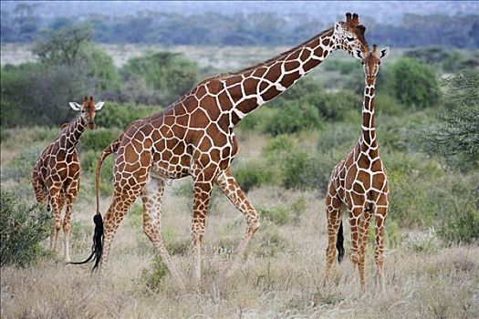 长颈鹿,网纹长颈鹿,牧群,萨布鲁国家公园,肯尼亚,非洲