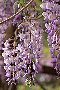 盛开的紫藤