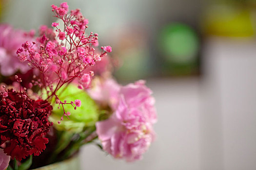 美丽的鲜花康乃馨特写