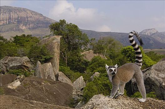 节尾狐猴,狐猴,肖像,岩石上,远眺,脆弱,南,中心,马达加斯加