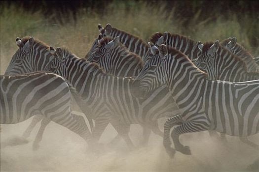 白氏斑马,斑马,牧群,灰尘,马赛马拉国家保护区,肯尼亚
