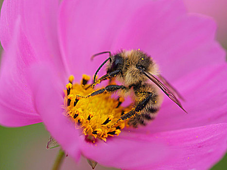 花,蜜蜂