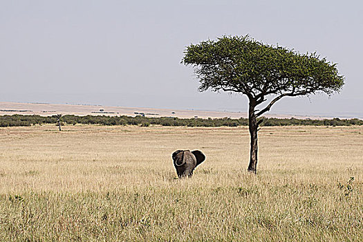 肯尼亚非洲象-象与合欢树