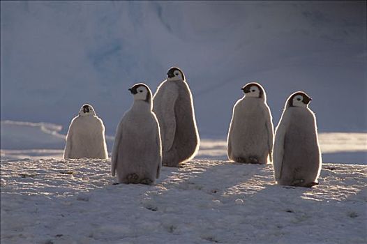 帝企鹅,幼禽,子夜太阳,阿特卡湾,栖息地,公主,海岸,威德尔海,南极