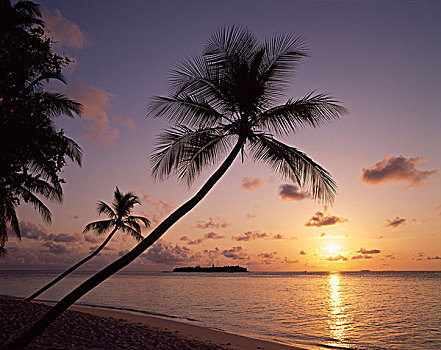 热带海岛,棕榈树,马尔代夫,印度洋