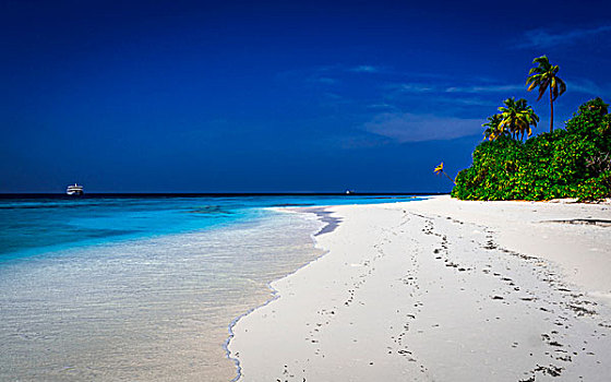 棕榈树,热带海滩,随着,游船在距离,马尔代夫,印度洋