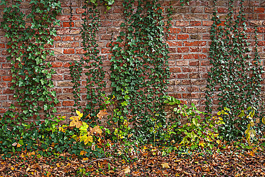 砖墙,繁茂,普通,常春藤,巴伐利亚,德国,欧洲