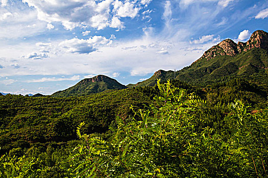 长满绿色植物的青山