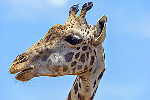 马赛长颈鹿,长颈鹿,头像,马赛马拉国家保护区,肯尼亚,非洲