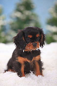 查尔斯王犬,小狗,3个月,坐,人造,雪,冬天