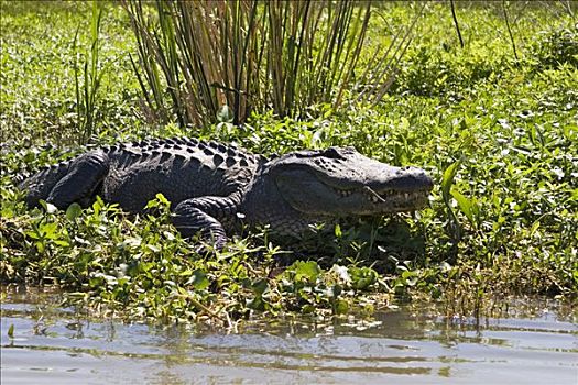 鳄鱼,鼍科,湿地,靠近,路易斯安那,美国
