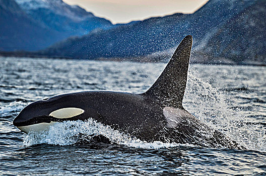 逆戟鲸,挪威,欧洲