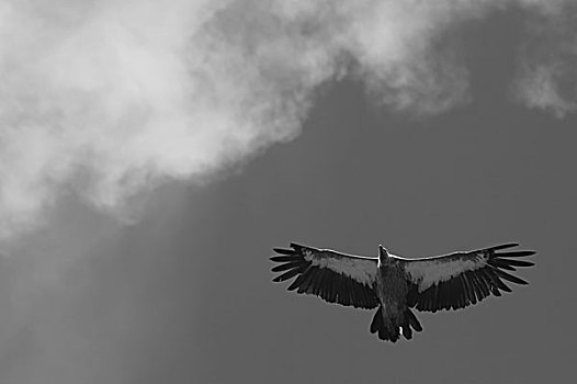 翱翔的秃鹫