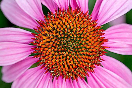 淡紫色,花,特写