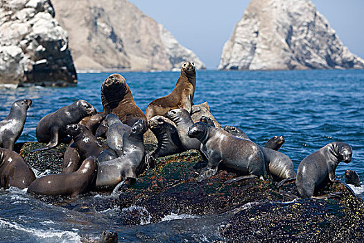 南美海狮,南方,海狮,群,站立,石头,帕拉加斯,国家公园,秘鲁