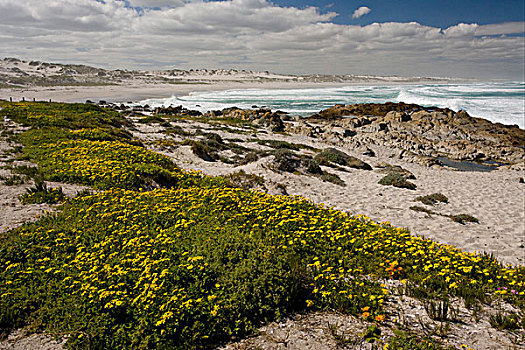 野花,沙,海滩,西海岸国家公园,西海角,南非