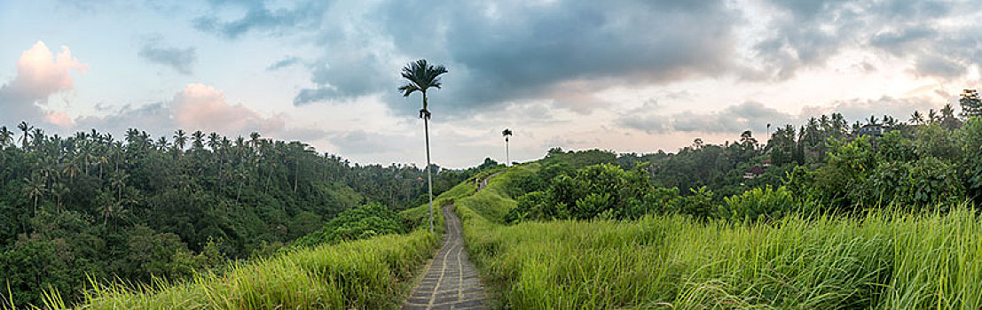 徒步旅行,路,小路,热带,植被,山脊,走,神圣,山,乌布,巴厘岛,印度尼西亚,亚洲