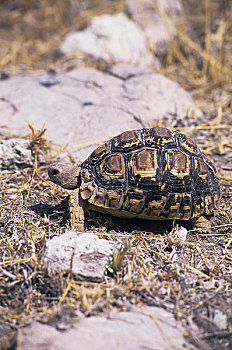 非洲,纳米比亚,埃托沙国家公园,豹纹龟