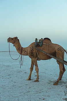 骆驼,白色背景,盐,沙漠,古吉拉特,印度