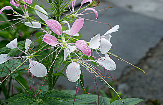 花朵苞蕾