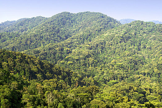 树,树林,国家公园,乌干达